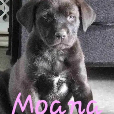 Lab x collie x READY TO GO, View more