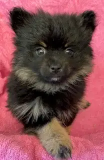 Pomeranian Puppy, View more