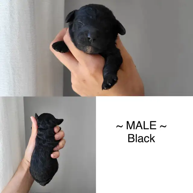 Toy poodle puppies in Dogs & Puppies for Rehoming in Winnipeg - Image 6