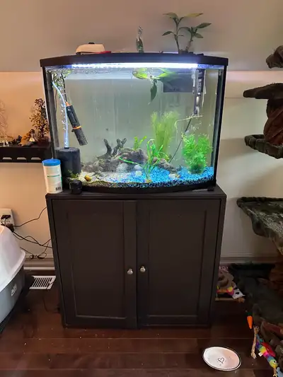 36 gallon bowl from aquarium- everything included including a breeding pair of platinum polar parrot...