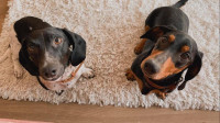 Deux chiens saucisses se cherchent une famille pour la vie