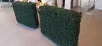 Boxwood hedges silk and foldable 