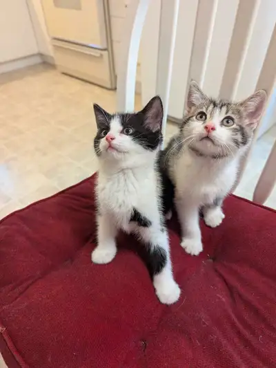CHATONS  À VENDRE. (Femelles), View more