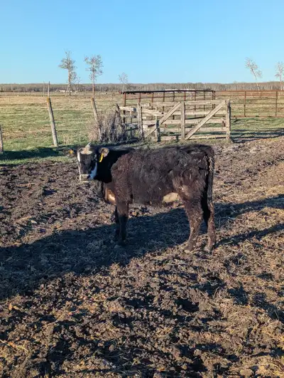Angus heifer calf born last fall. Approx 500 lbs. Nice heifer ready for pasture. Call or text 204-37...