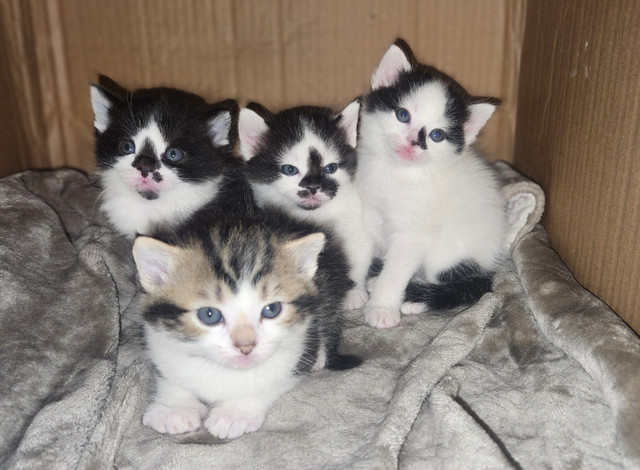 Beautiful fluffy kittens looking for forever homes in Cats & Kittens for Rehoming in Mission - Image 2