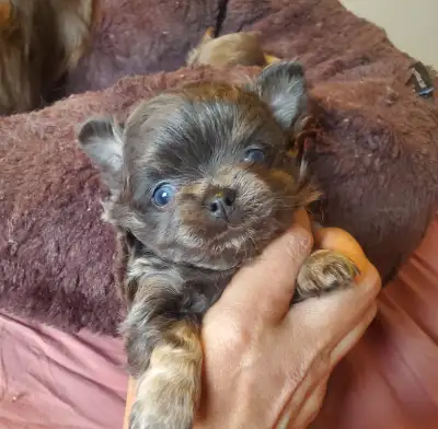 Applehead Longhair Chihuahua Puppies, View more