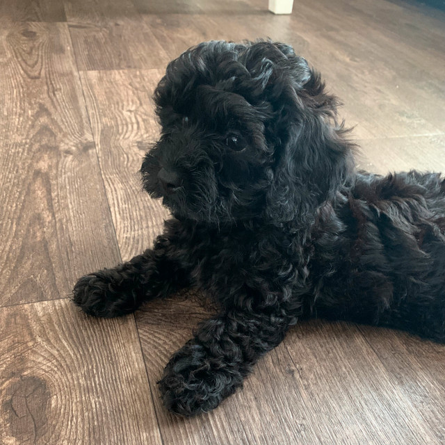 toy poodle/poochon puppies in Dogs & Puppies for Rehoming in Winnipeg