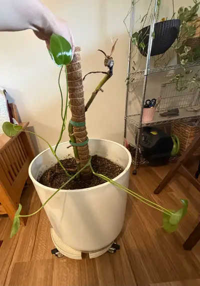 A big plant pot with monstera, View more