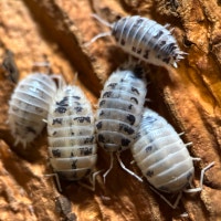 Porcellio Laevis “Dairy Cow” Isopods Victoria British Columbia Preview