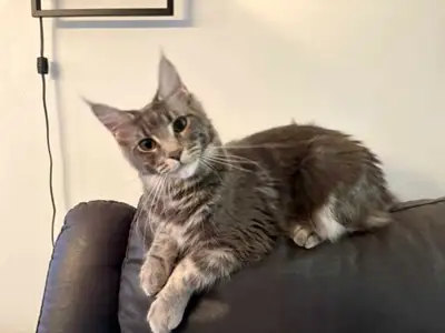 Maine Coon disponible, View more
