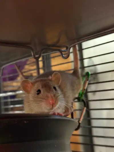 Baby rats need patient loving homes, View more