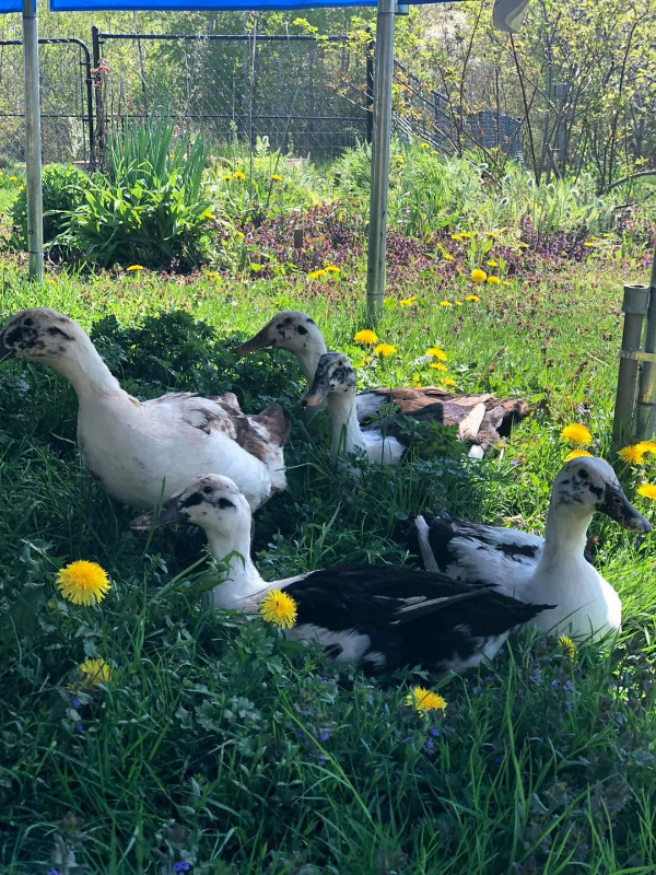 Ancona duck eggs in Livestock in New Glasgow - Image 3