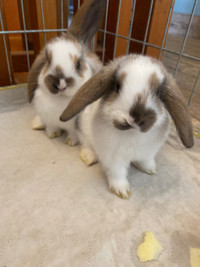 Holland lop bunnies/ rabbits 
