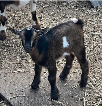 Baby Goats For Sale, View more