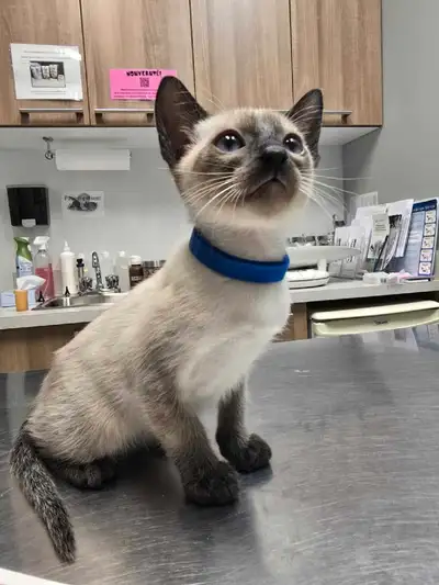 Chaton Siamois! vacciné/micropucé/vermifugé , View more