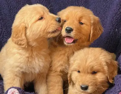 A litter of pure golden retriever puppies, male and females available. They are ready for their new...