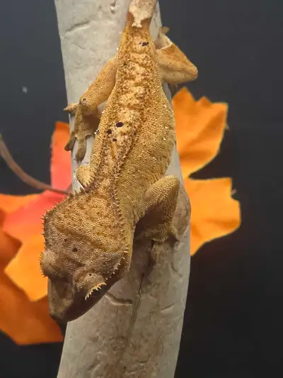 Juvenile Crested Gecko, View more