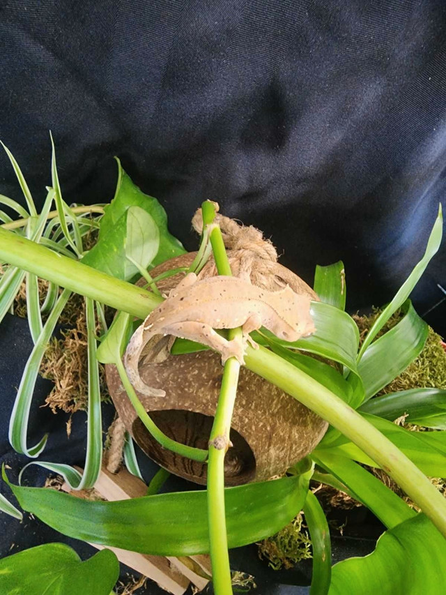 Red dalmation crested gecko in Reptiles & Amphibians for Rehoming in Delta/Surrey/Langley
