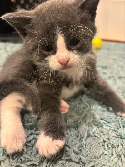 5 Kittens for adoption, just over 4 weeks old at the time of posting. The grey and one of the black...