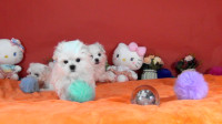 Premium Snow-white Maltese Puppies