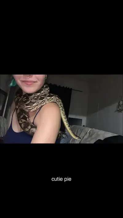 Male Dumerils Boa for Sale, View more