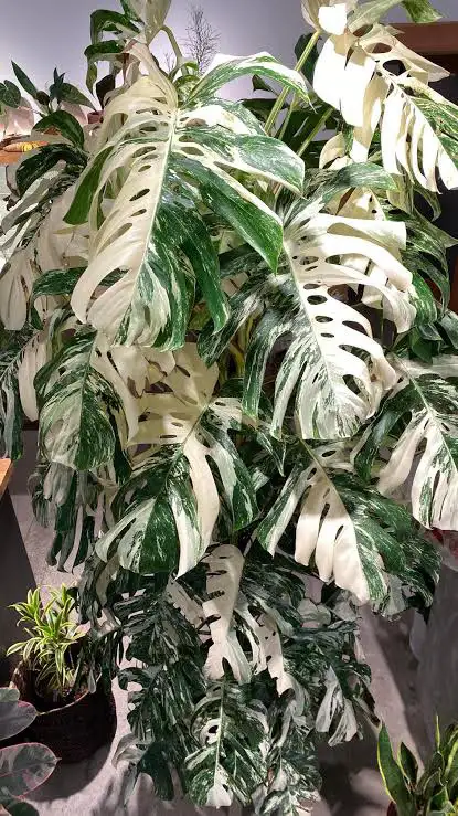 Flash sales varieties of rare plants in Plants, Fertilizer & Soil in City of Toronto - Image 8