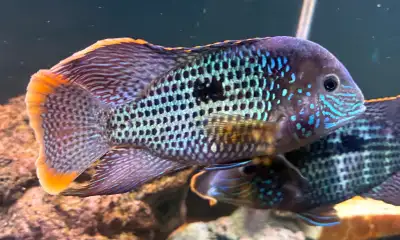 Cichlids for sale., View more