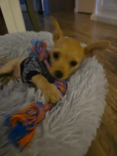 Chihuahua cross puppy, View more