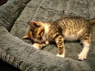 cute kitten, View more