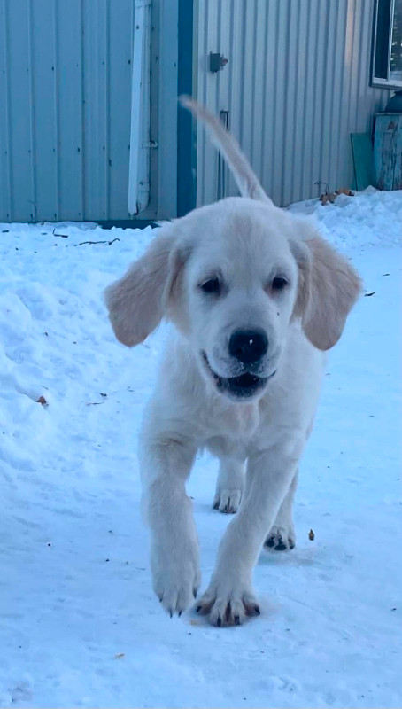 CKC Reg Golden Retriever puppies in Dogs & Puppies for Rehoming in Winnipeg - Image 2