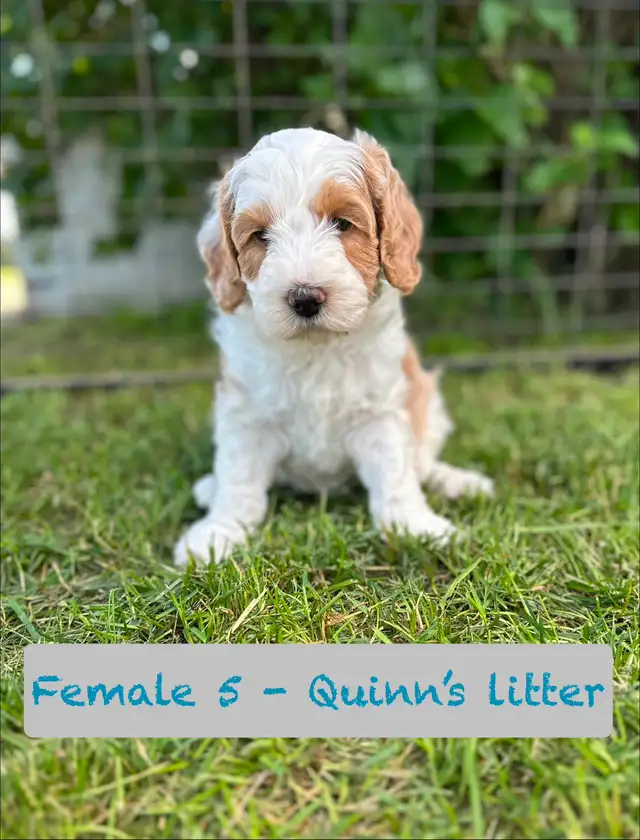 Aussie-Sheepadoodle puppies in Dogs & Puppies for Rehoming in Calgary - Image 6