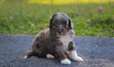 F1B Mini Aussiedoodle, View more