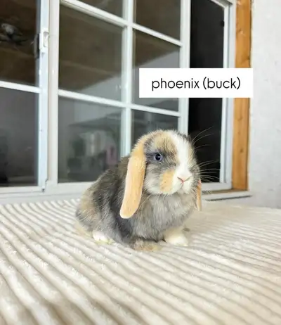 **Sweet Holland Lop baby bunny**, View more