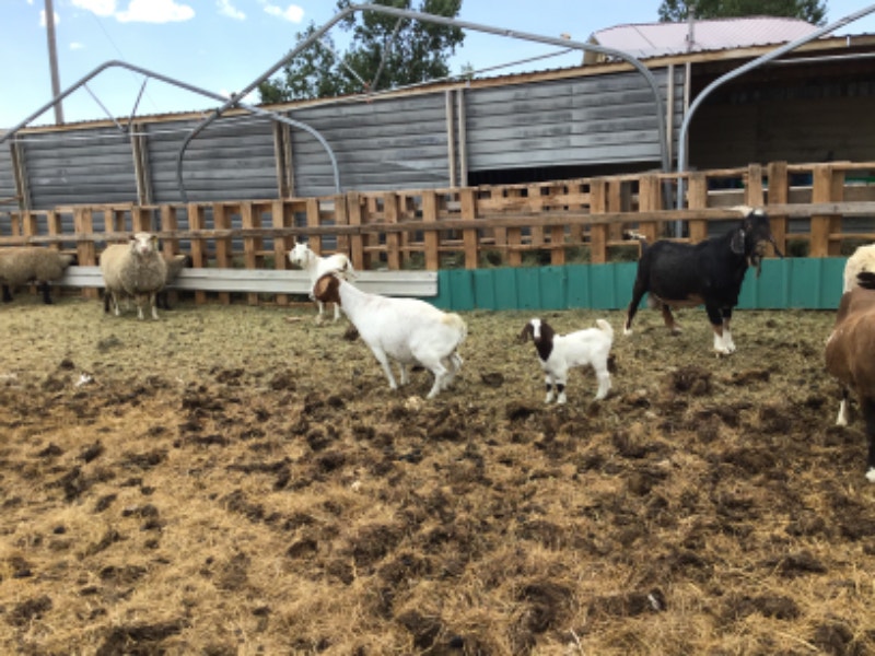 Boer goats for sale Livestock Lethbridge Kijiji