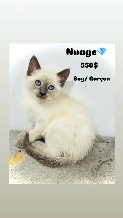 SIAMIESE x HIGHLAND LYNX ( 3 LEFT), View more