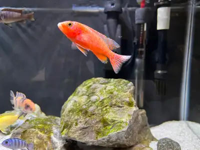 Around 3.5 inches male very healthy and active Will trade for juvenile mbuna 25$ firm