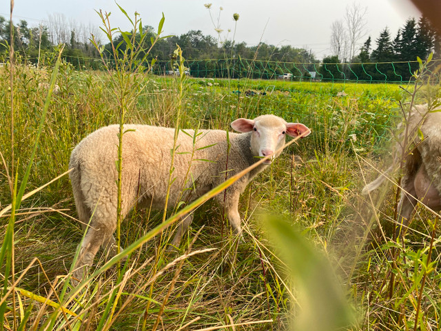 Dairy breed ram lambs looking for new ewes in Livestock in Kawartha Lakes - Image 2