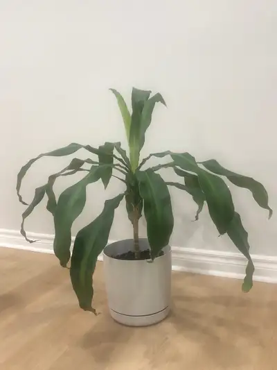 Dracaena Plant, View more