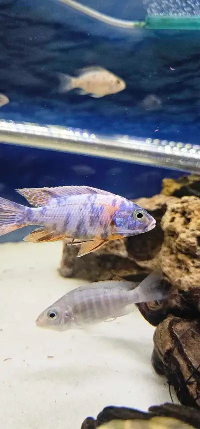 Peacock Cichlid, View more