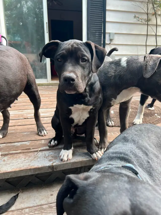 puppies for sale in Dogs & Puppies for Rehoming in Strathcona County - Image 9