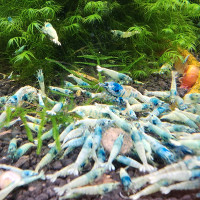 10 Crevettes Blue Bolt Shrimp caridinas