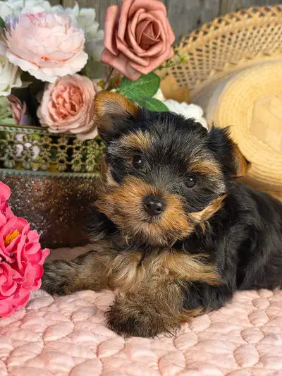 Chiot Yorkshire et chiot Morkie, View more