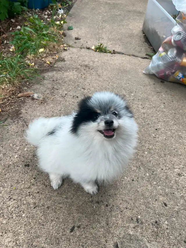 2 Male Pomeranian Puppies need a home make an offer in Dogs & Puppies for Rehoming in Edmonton - Image 11