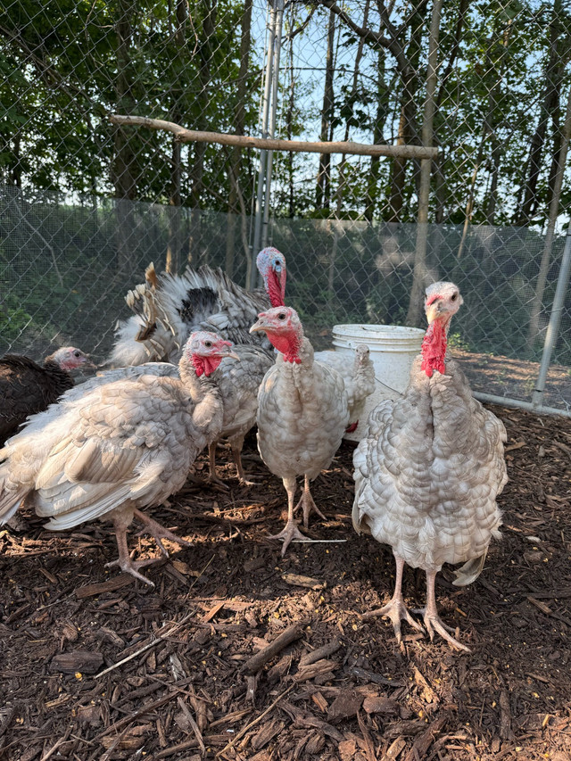 Blue Slate Turkeys in Livestock in Chatham-Kent - Image 4