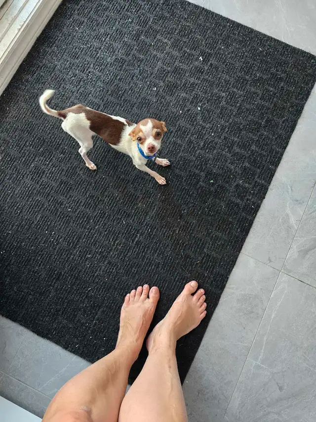 chien a vendre in Dogs & Puppies for Rehoming in West Island - Image 5