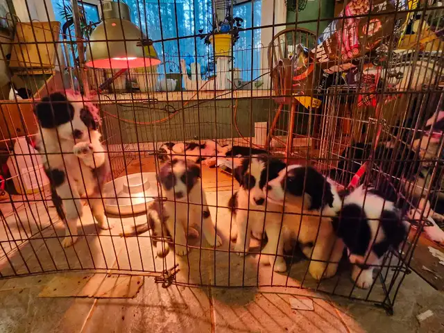 Puppies for sale  in Dogs & Puppies for Rehoming in Owen Sound - Image 2