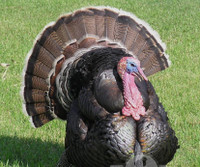 Wanted Broad Brested Bronze turkeys 