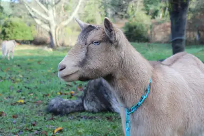 Nigerian dwarf doe in milk, View more