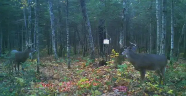 Chasse chevreuil 2025 in Other in Rimouski / Bas-St-Laurent - Image 5
