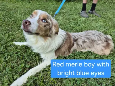 CBCA Registered Border Collie Puppies/Dog & CKC Reg Rough Collie, View more